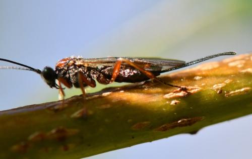 Earinus sp.